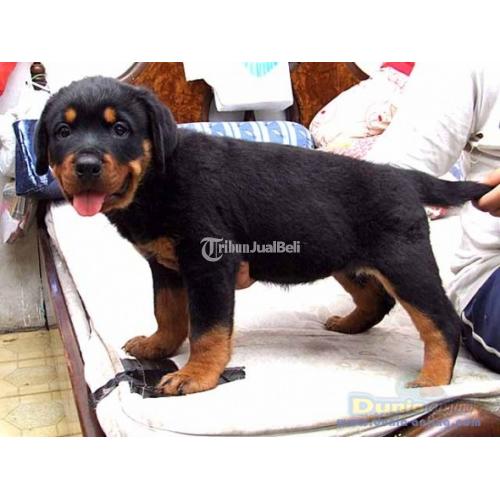 Jual Anak Anjing Rottweiler Jogja