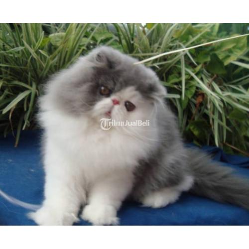 32+ Harga Kucing Anggora Persia Anakan Hangat