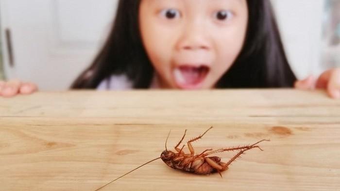 Dapur Bebas Serangga Usir Kecoak Semut Lalat Dan Tikus Dengan 5